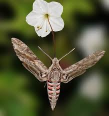 Attēlu rezultāti vaicājumam “Agrius convolvuli”