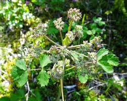 Attēlu rezultāti vaicājumam “Angelica sylvestris flower”