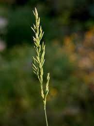 Attēlu rezultāti vaicājumam “Poa compressa”