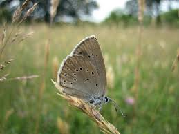 Attēlu rezultāti vaicājumam “Maculinea teleius”