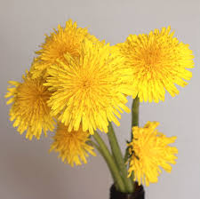 Attēlu rezultāti vaicājumam “Taraxacum suecicum”