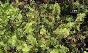 Attēlu rezultāti vaicājumam “Lophocolea minor”