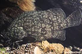 Image result for Dermatolepis inermis