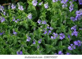 Attēlu rezultāti vaicājumam “Veronica austriaca subsp. teucrium leaf”