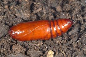 Attēlu rezultāti vaicājumam “Mamestra brassicae”