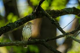 Image result for Hylocichla mustelina