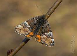 Attēlu rezultāti vaicājumam “Archiearis parthenias”