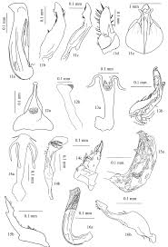 Attēlu rezultāti vaicājumam “Neophilaenus lineatus”