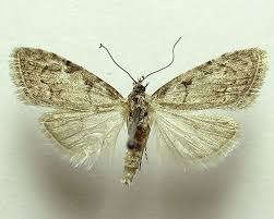 Attēlu rezultāti vaicājumam “Nola confusalis”