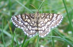 Attēlu rezultāti vaicājumam “Chiasmia clathrata”