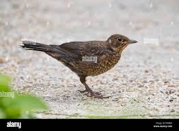 Attēlu rezultāti vaicājumam “Turdus merula juvenile”