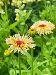 Attēlu rezultāti vaicājumam “Calendula officinalis leaf”