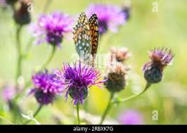 Attēlu rezultāti vaicājumam “Argynnis aglaja underside”