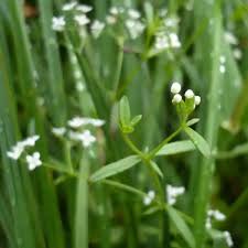 Attēlu rezultāti vaicājumam “Galium palustre fruit”
