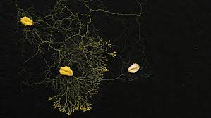 Attēlu rezultāti vaicājumam “Physarum conglomeratum sessile”