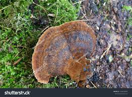 Attēlu rezultāti vaicājumam “Ischnoderma benzoinum”