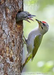 Attēlu rezultāti vaicājumam “Picus canus female”