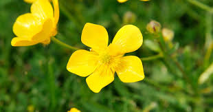 Attēlu rezultāti vaicājumam “Ranunculus acris”