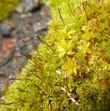 Attēlu rezultāti vaicājumam “Pottiales”