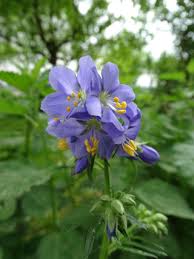Image result for Polemonium coeruleum