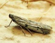 Attēlu rezultāti vaicājumam “Phycitodes binaevella”