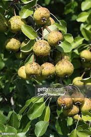 Attēlu rezultāti vaicājumam “Pyrus pyraster”