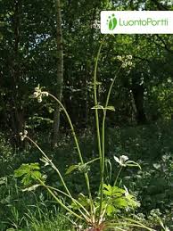 Attēlu rezultāti vaicājumam “Sanicula europaea leaf”