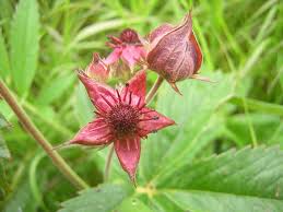 Attēlu rezultāti vaicājumam “Comarum palustre leaf”