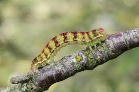 Attēlu rezultāti vaicājumam “Epirrita sp.”