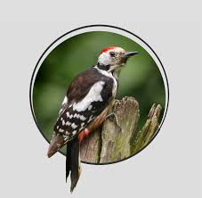 Attēlu rezultāti vaicājumam “Dendrocopos leucotos female”