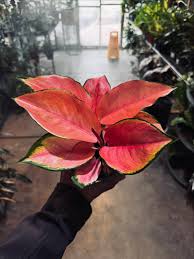 Attēlu rezultāti vaicājumam “Diachea muscorum stalked”