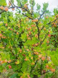 Attēlu rezultāti vaicājumam “Ribes uva-crispa fruit”