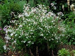 Attēlu rezultāti vaicājumam “Gillenia trifoliata flower”