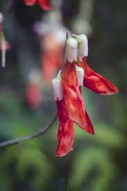 Attēlu rezultāti vaicājumam “Lathyrus laevigatus”