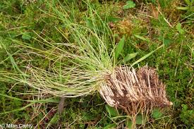 Attēlu rezultāti vaicājumam “Nardus stricta”