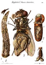 Attēlu rezultāti vaicājumam “Musca domestica”