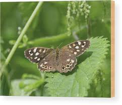 Attēlu rezultāti vaicājumam “Pararge aegeria underside”