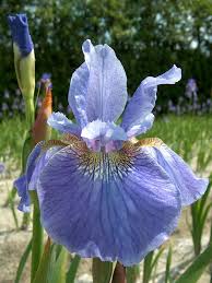 Attēlu rezultāti vaicājumam “Iris sibirica”