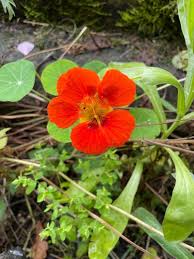 Image result for Tropaeolum minus