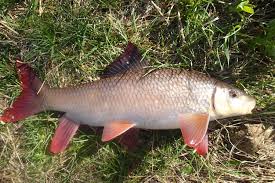 Image result for Moxostoma macrolepidotum