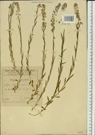 Attēlu rezultāti vaicājumam “Polygala comosa”