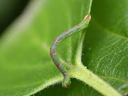 Attēlu rezultāti vaicājumam “Eupithecia exiguata”