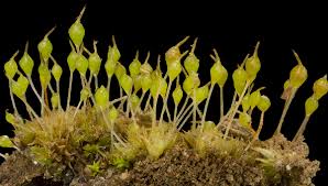 Attēlu rezultāti vaicājumam “Physcomitrium pyriforme”