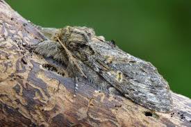 Attēlu rezultāti vaicājumam “Peridea anceps”