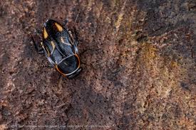 Attēlu rezultāti vaicājumam “Blattoptera”