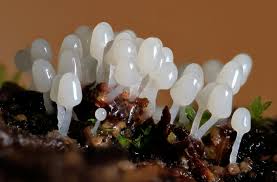 Attēlu rezultāti vaicājumam “Arcyria denudata young”