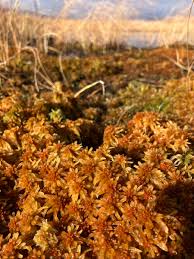 Attēlu rezultāti vaicājumam “Sphagnum balticum”