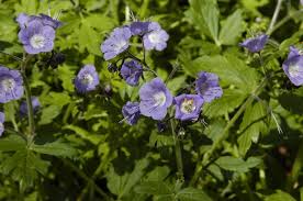 Image result for Phacelia