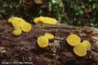 Attēlu rezultāti vaicājumam “Miladina lecithina”