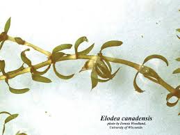 Attēlu rezultāti vaicājumam “Elodea canadensis”